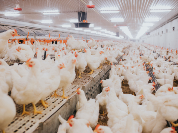 Poultry Company for Sale